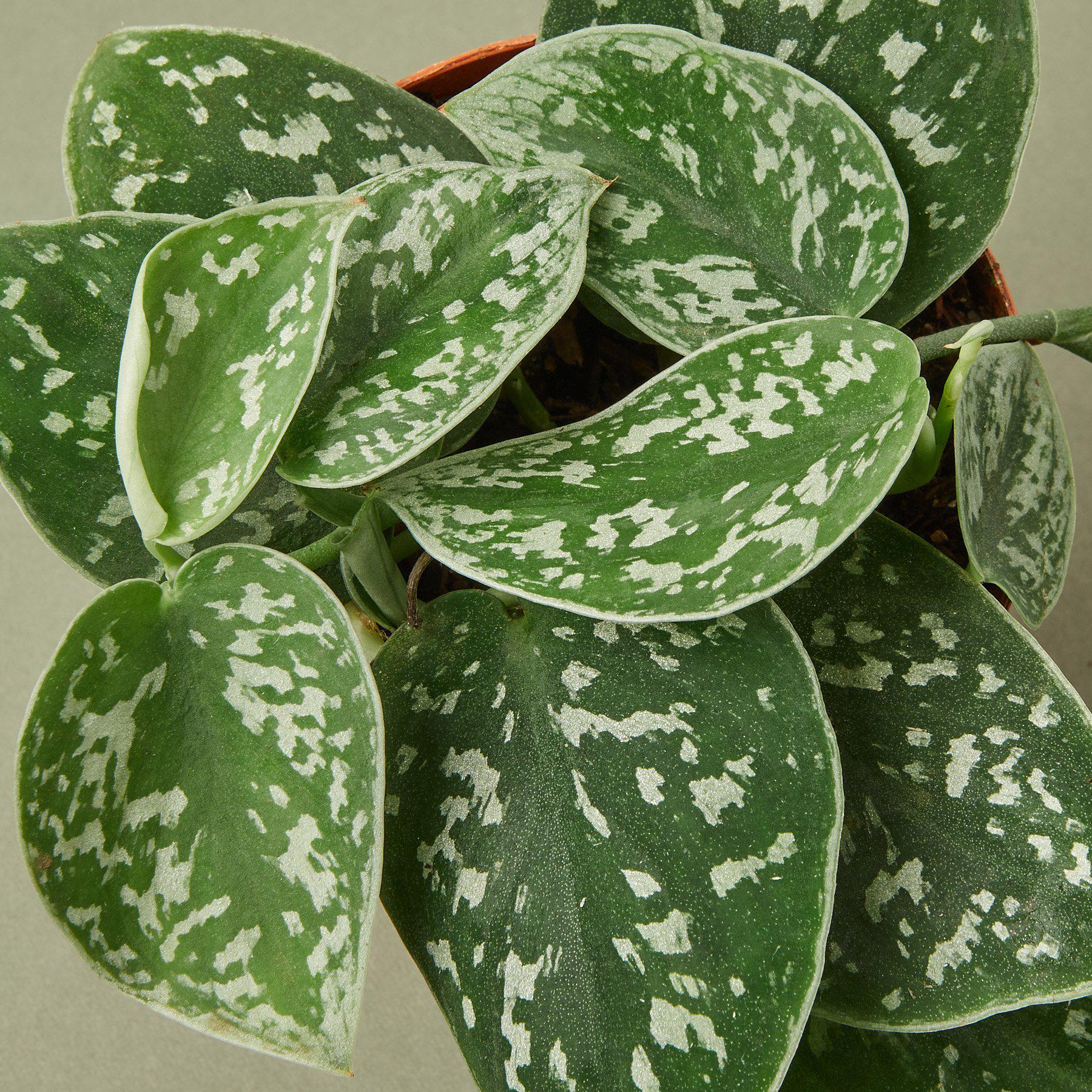 Pothos 'Satin' - House Plant Shop